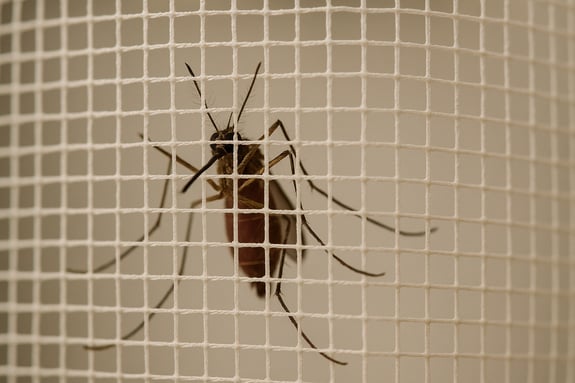 mosquito