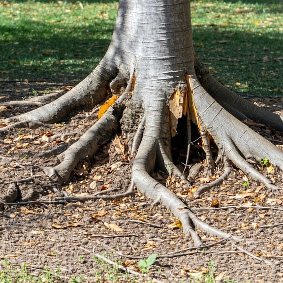 roots